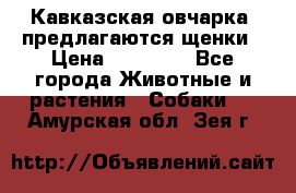 Кавказская овчарка -предлагаются щенки › Цена ­ 20 000 - Все города Животные и растения » Собаки   . Амурская обл.,Зея г.